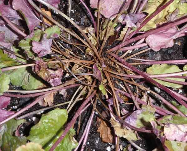 Bad crown rot